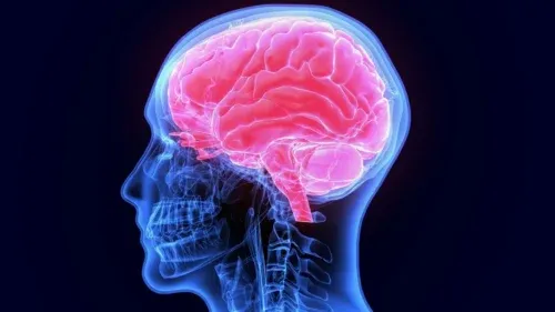 Anatomical view of the human brain in profile.